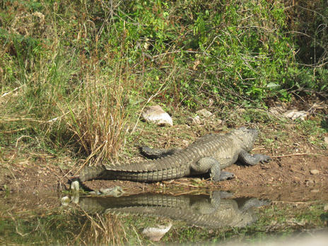 Crocodile at Ranthambore national park