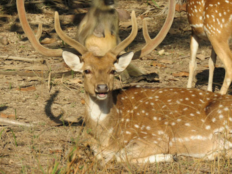 Deer at Ranthambore national park